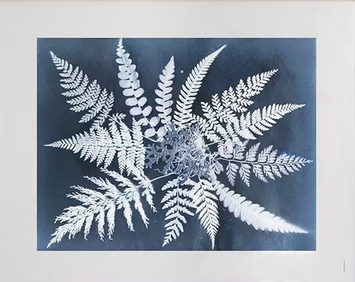 Fern star plakat, 40 x 50 cm Fine Little Day