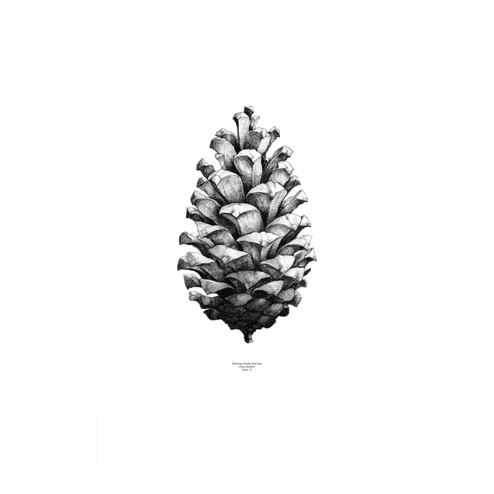 1:1 Pine Cone poster, hvit, 50x70 cm Paper Collective