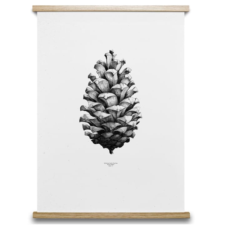 1:1 Pine Cone poster, hvit, 50x70 cm Paper Collective