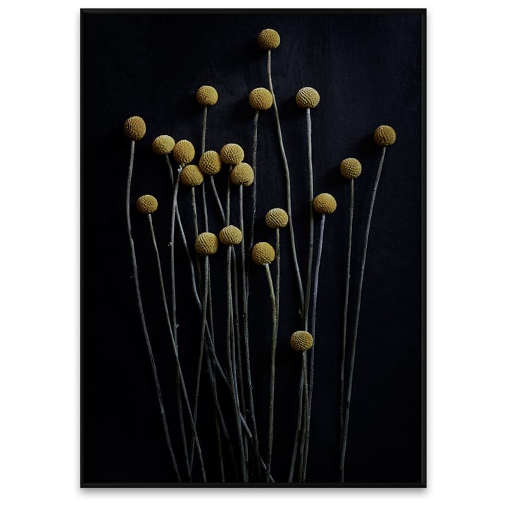 Stil Life 01 Yellow Drumsticks poster, 50x70 cm Paper Collective