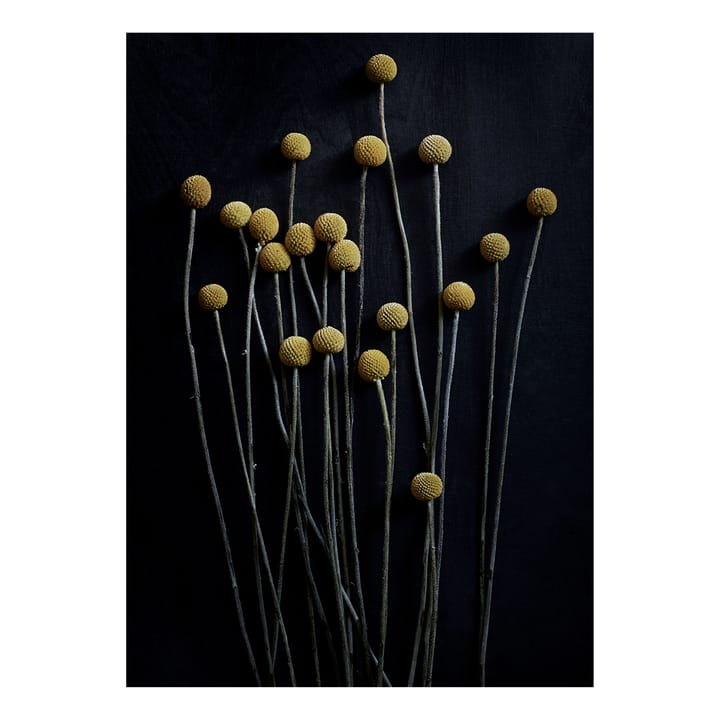 Stil Life 01 Yellow Drumsticks poster, 50x70 cm Paper Collective