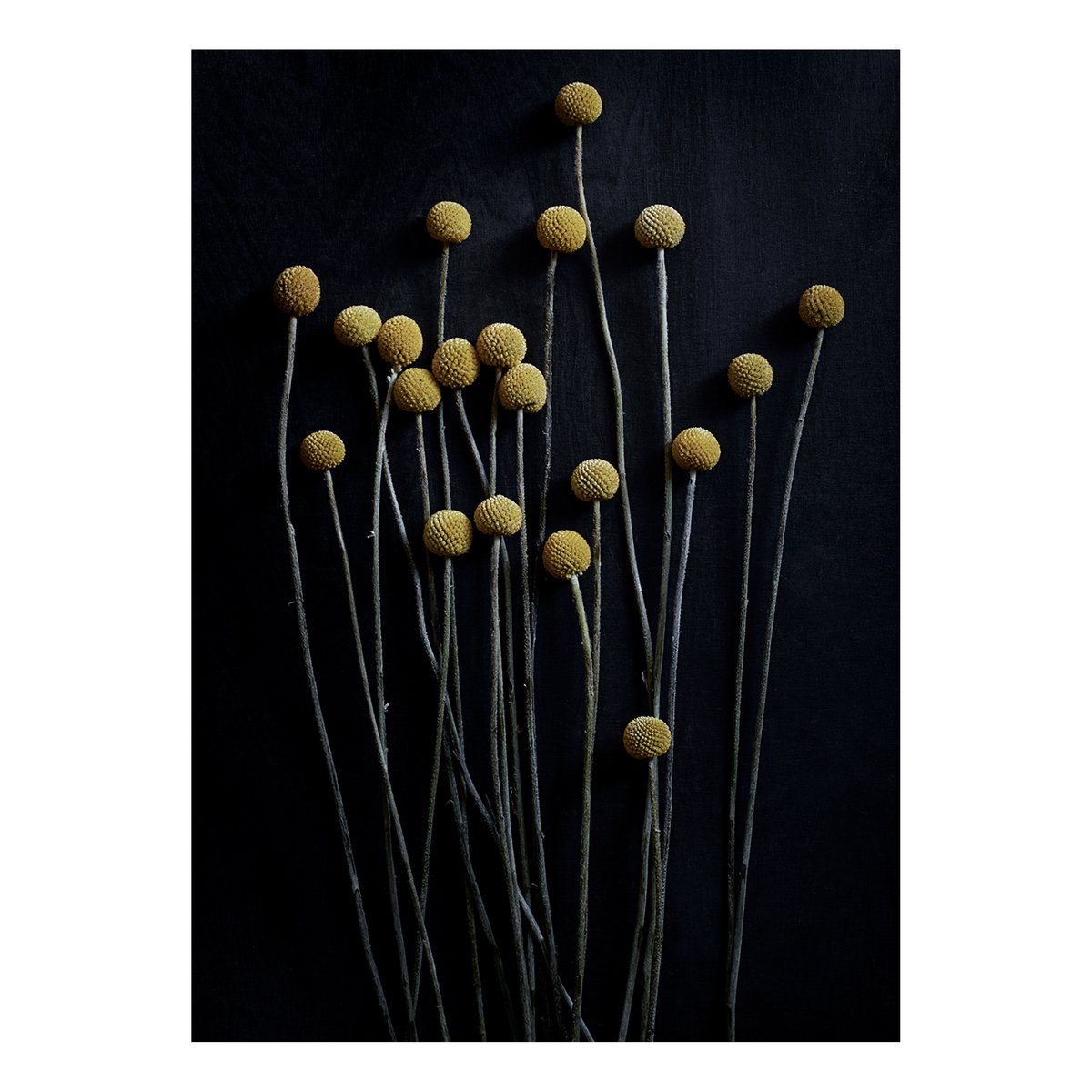 Paper Collective Stil Life 01 Yellow Drumsticks poster 50×70 cm